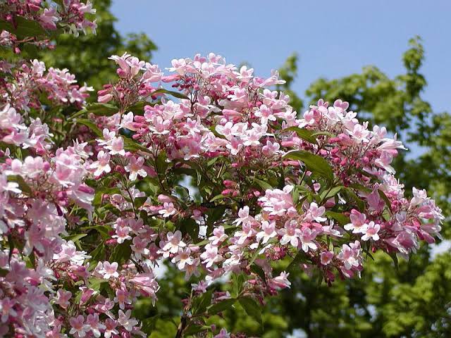 beautybush